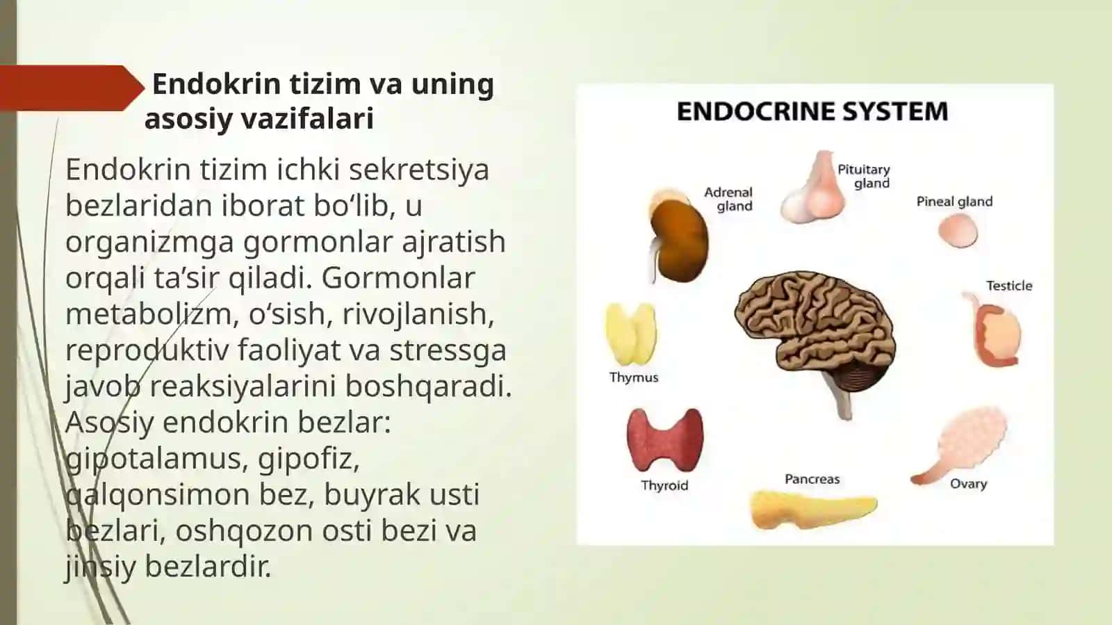 Endokrin va nerv tizimining aloqasi.Endokrin va immun tizimining o`zaro aloqasi 3