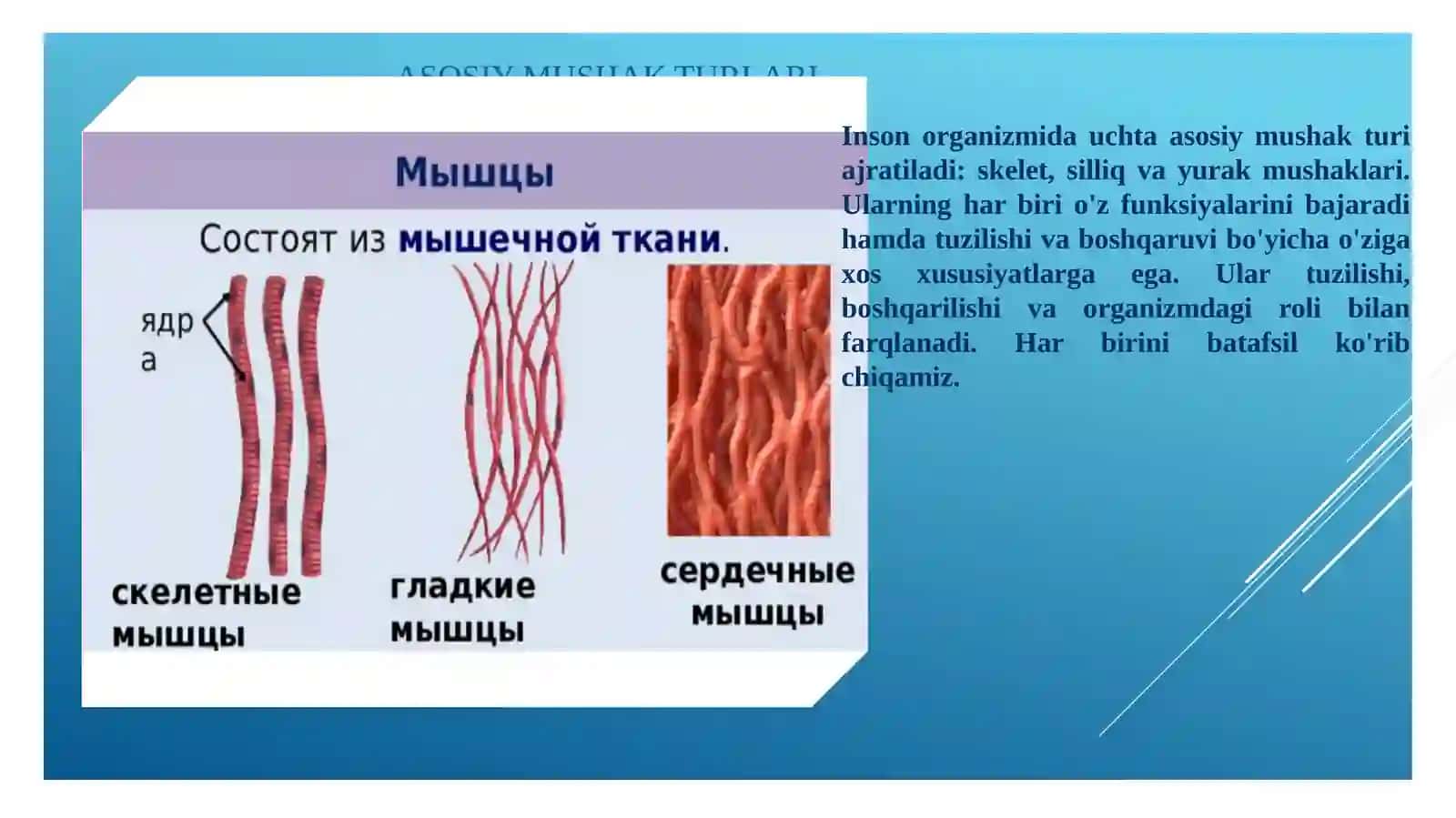 Jismoniy madaniyat va salomatlik asoslari 3