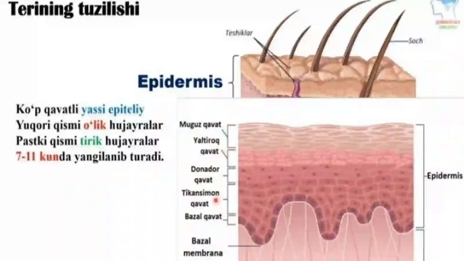 teri bezlari 3