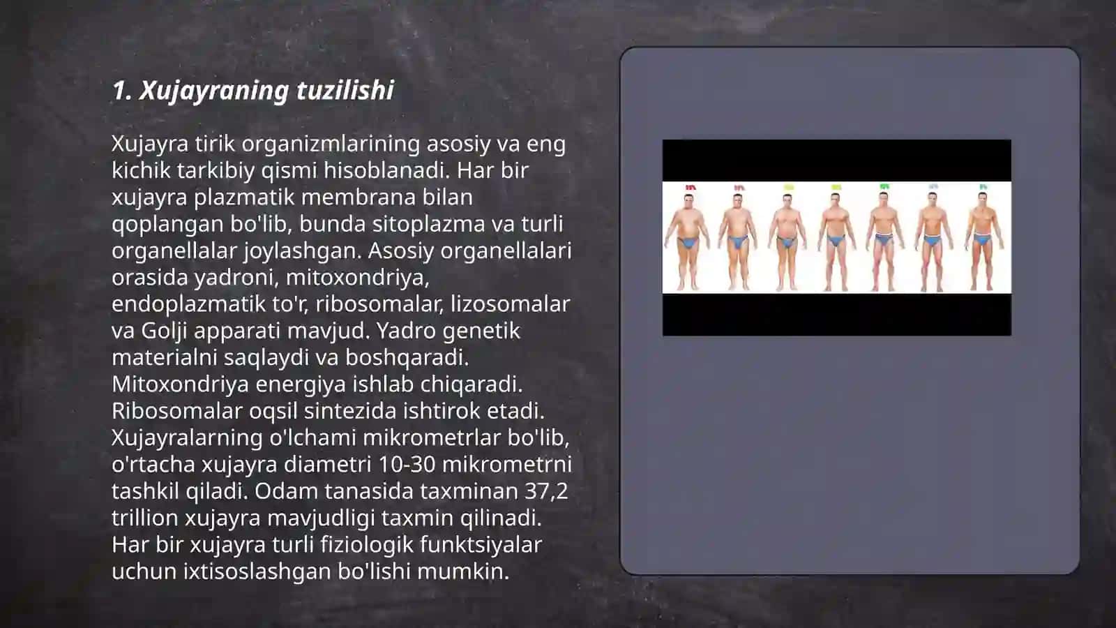Hayvon va odam xromasomalar morfofunksional xarakteristikasi 3