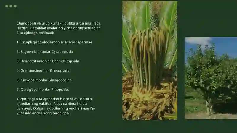 PINOPHYTA 3
