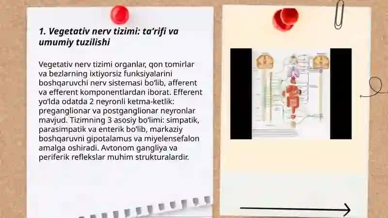 Vegetativ nerv sistemasi tuzulishi va haqida 3