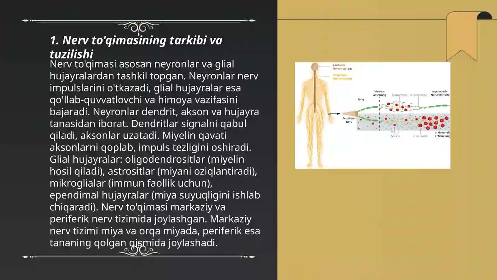 Nerv to'qimasining degeneratsiyasi va regeneratsiyasi mexanizmlari 3