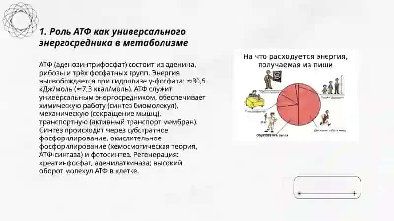 Образование и потребление энергии в процессе метаболизма 3