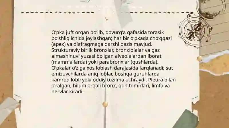 Xayvonlarda oʻpka tuzilishi 3