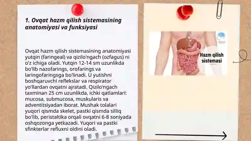 Ovqat hazm qilish sistemasi 3