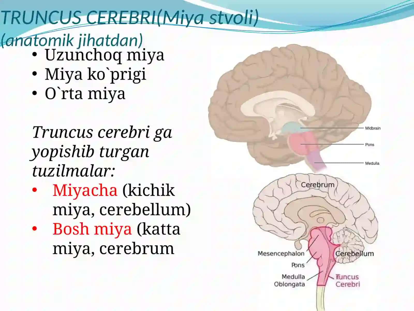 Embrional rivojlanish jihatdan 3