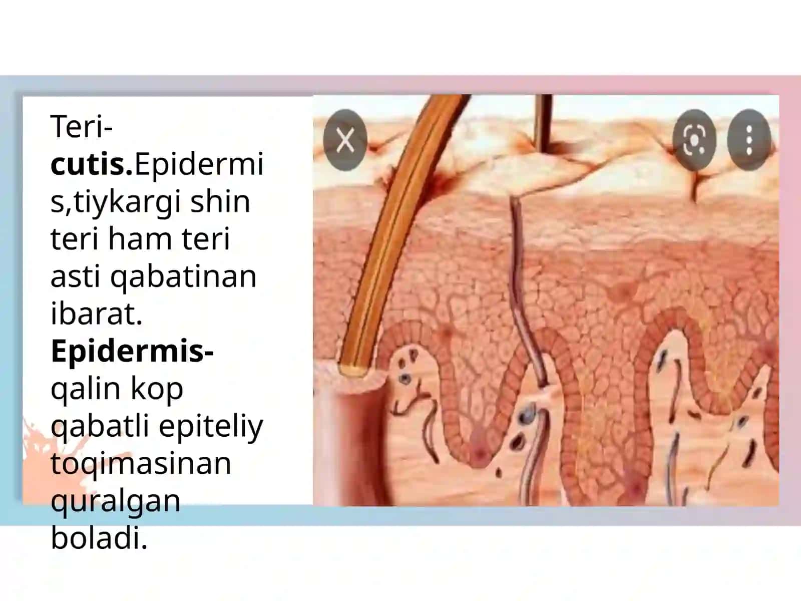 Teri, teri payda etiwshi organlar ham dem aliw organlarin preparovka etiw 3
