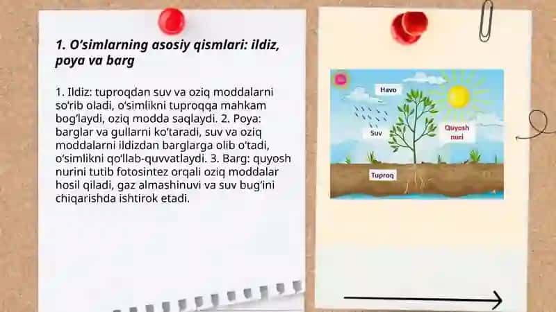 2sinf tabiy fanidan oʻsimlar mavzusida ochiq dars taqdimoti 3