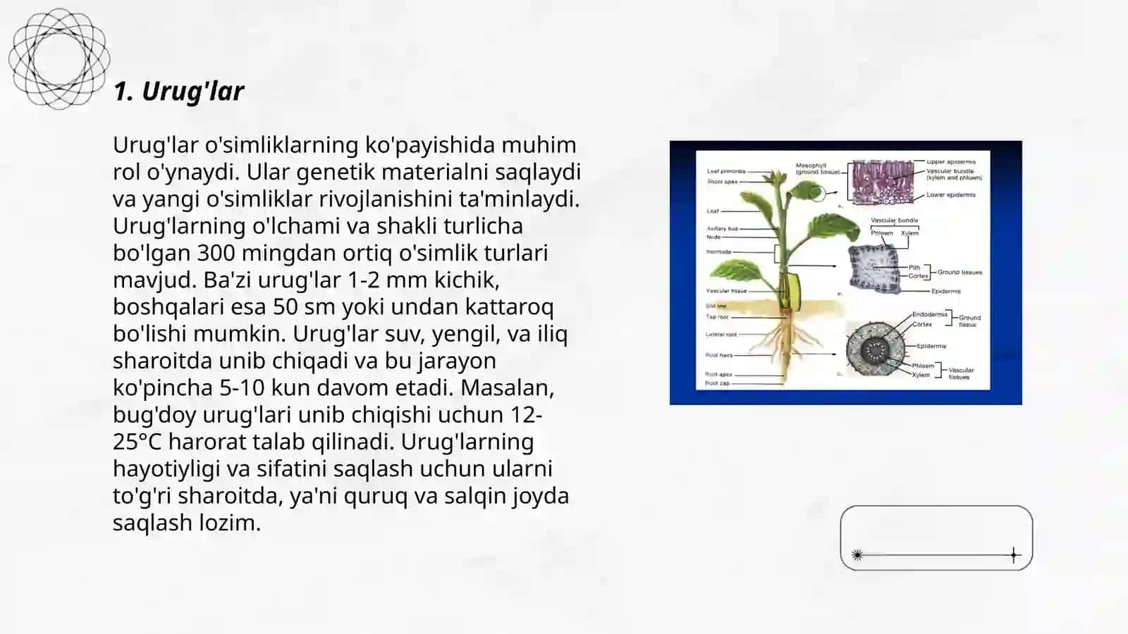 O'simliklarning generativ kòpayish òrganlari 3
