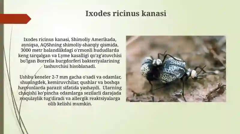Ixodes ricinus kanasi 3