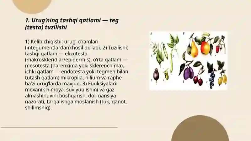 Urug‘ va mevaning tuzilishi 3