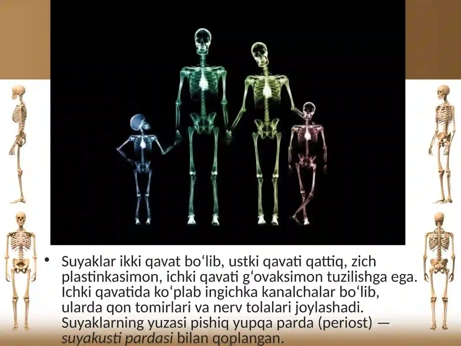 Suyaklarning tuzilishi va o‘sishi 3