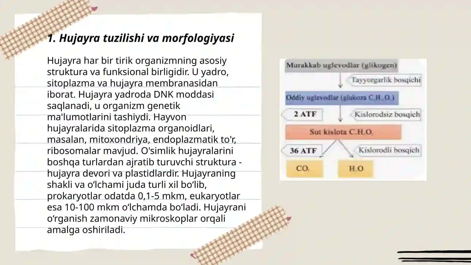 Hujayrada moddalar almashinuvi. Hujayra va organellalarining morfologik jihatdan tuzilmaviy asosi 3