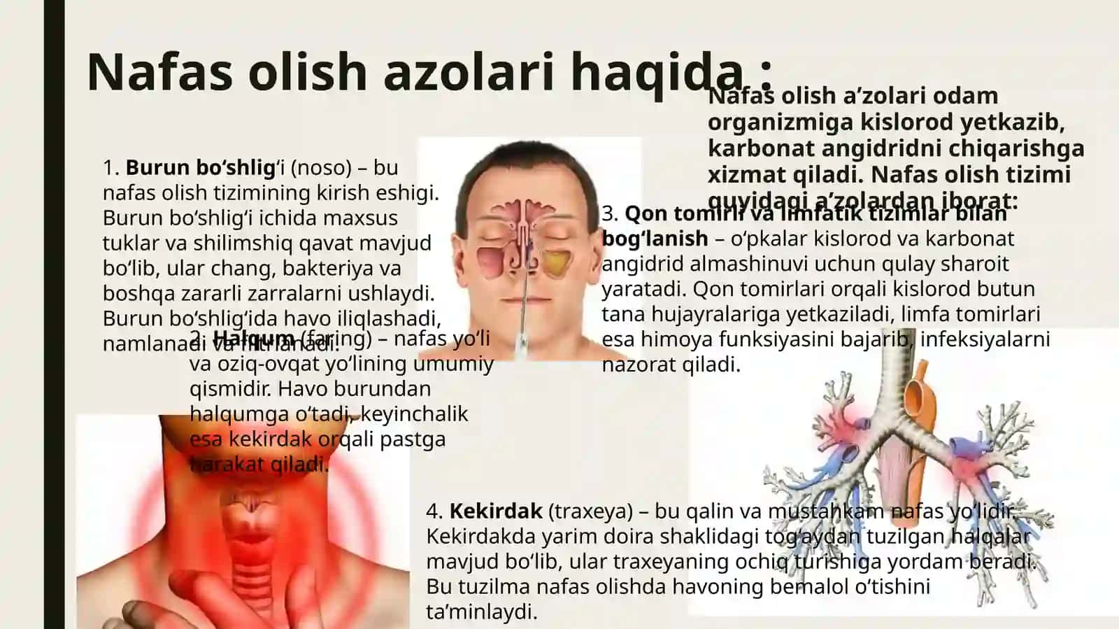 Nafas a’zolari tuzilishi va vazifalari 3
