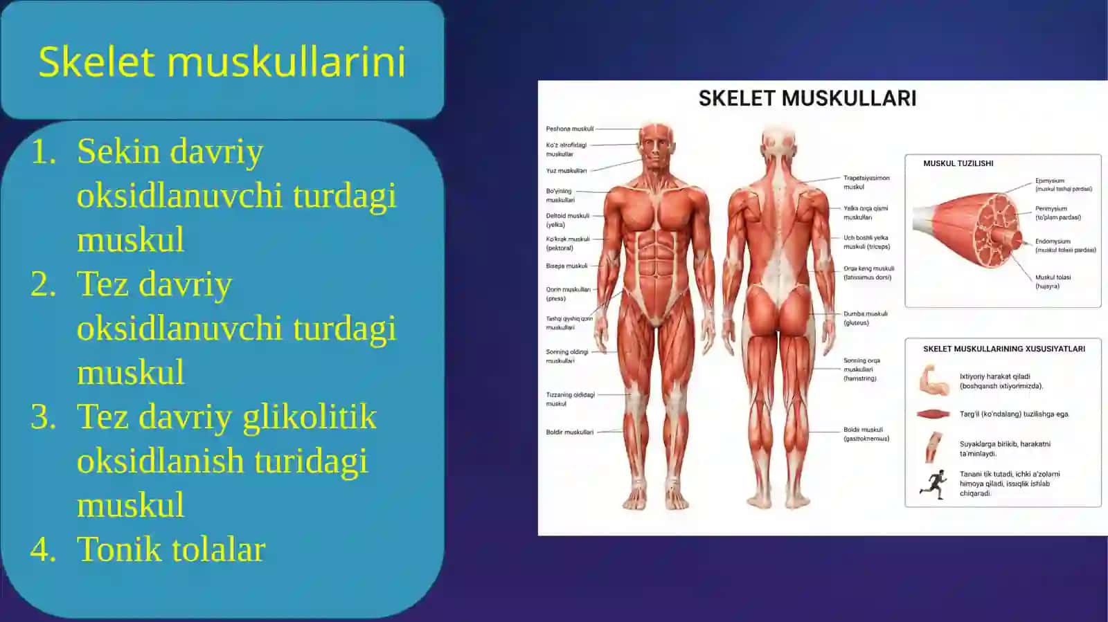 Muskul xossalarini urganish usullari. Silliq va tishli tetanus 3
