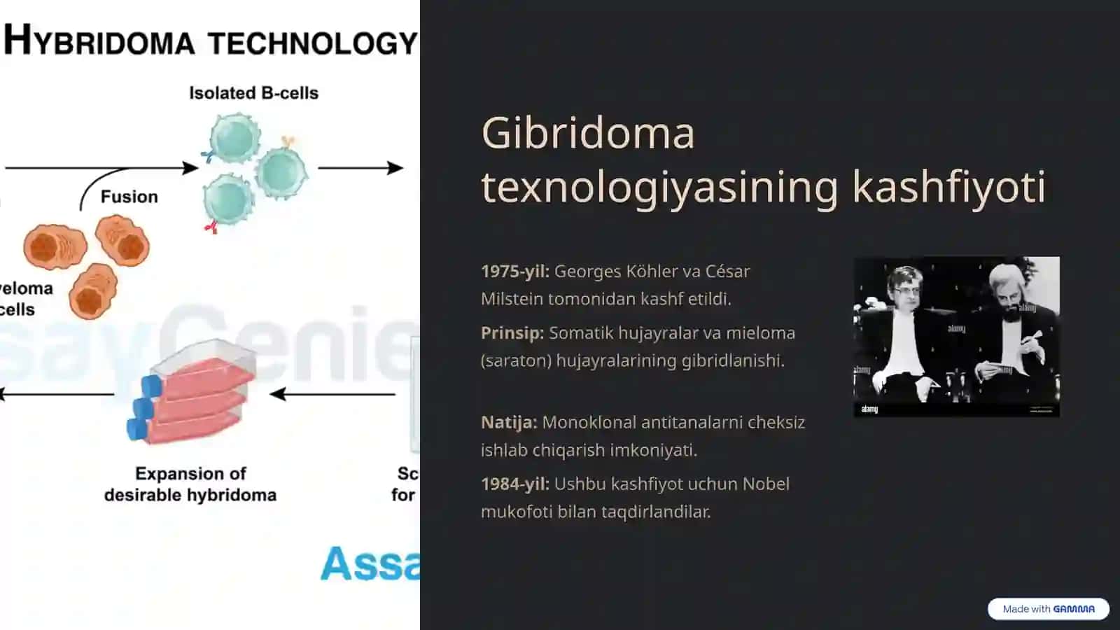 Monoklonal antitanalar ishlab chiqarish: Gibridoma texnologiyasi 3