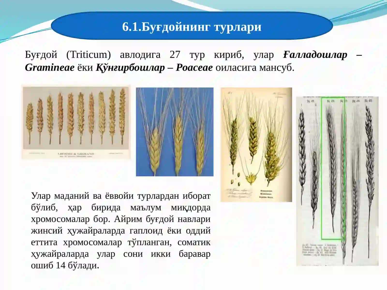 Буғдой систематикаси 3