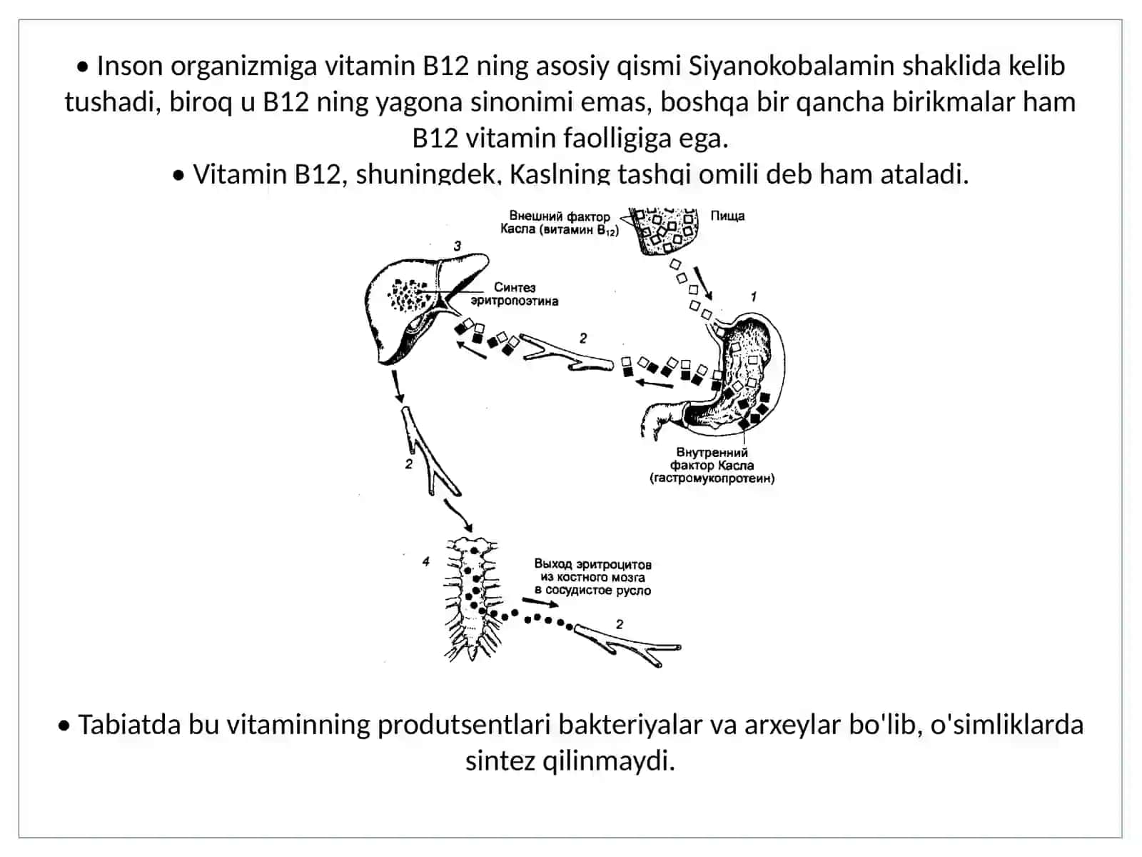 Biologiya - Vitamin B12 3