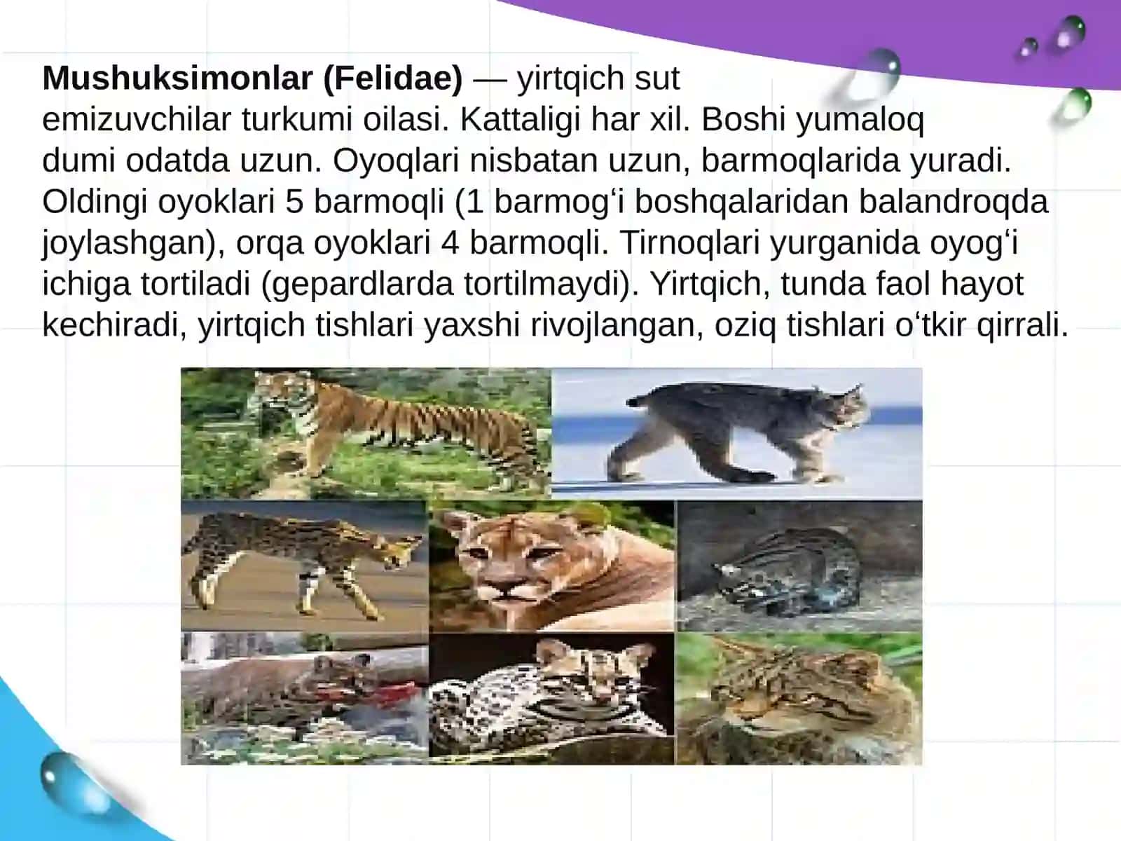 Mushuksimonlar hayot kechirishi va tarqalishi 3
