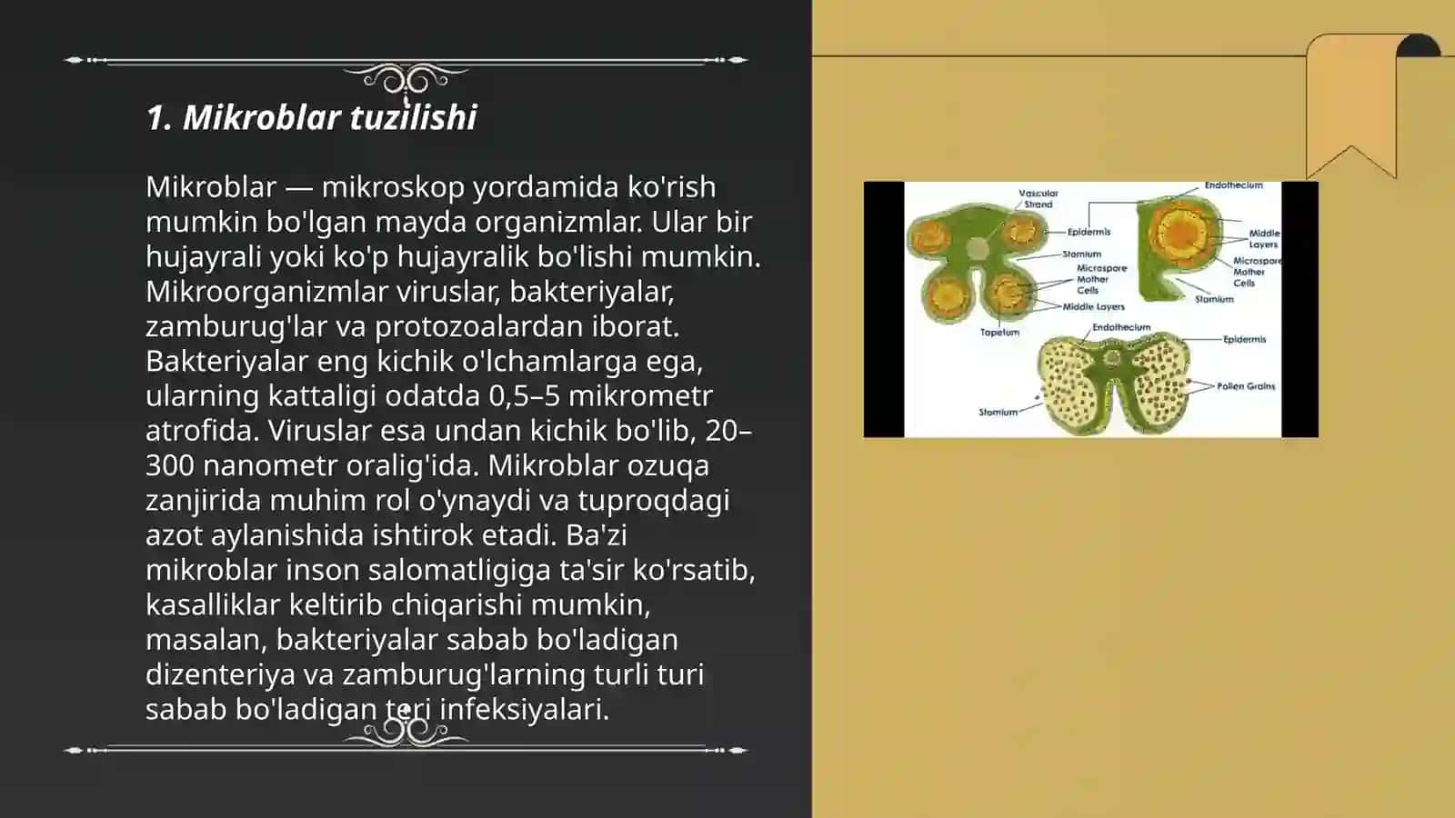 Mikroblarning morfologiyasi va struktura tuzilishi 3