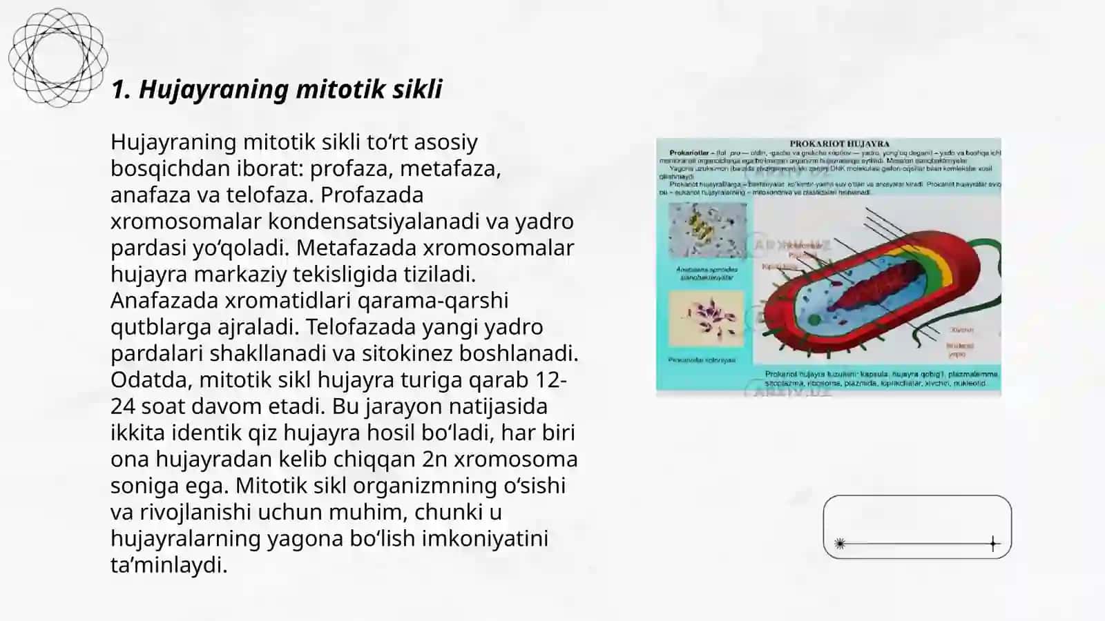 Hujayraning mitotik va hayotiy sikli 3