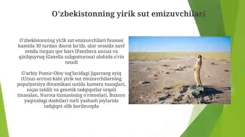 O'zbekistonning yirik sut emizuvchilari 3