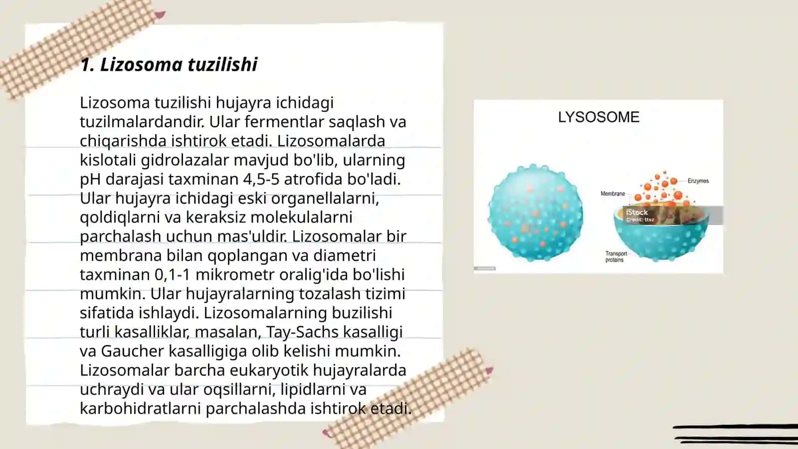 Lizosoma 3