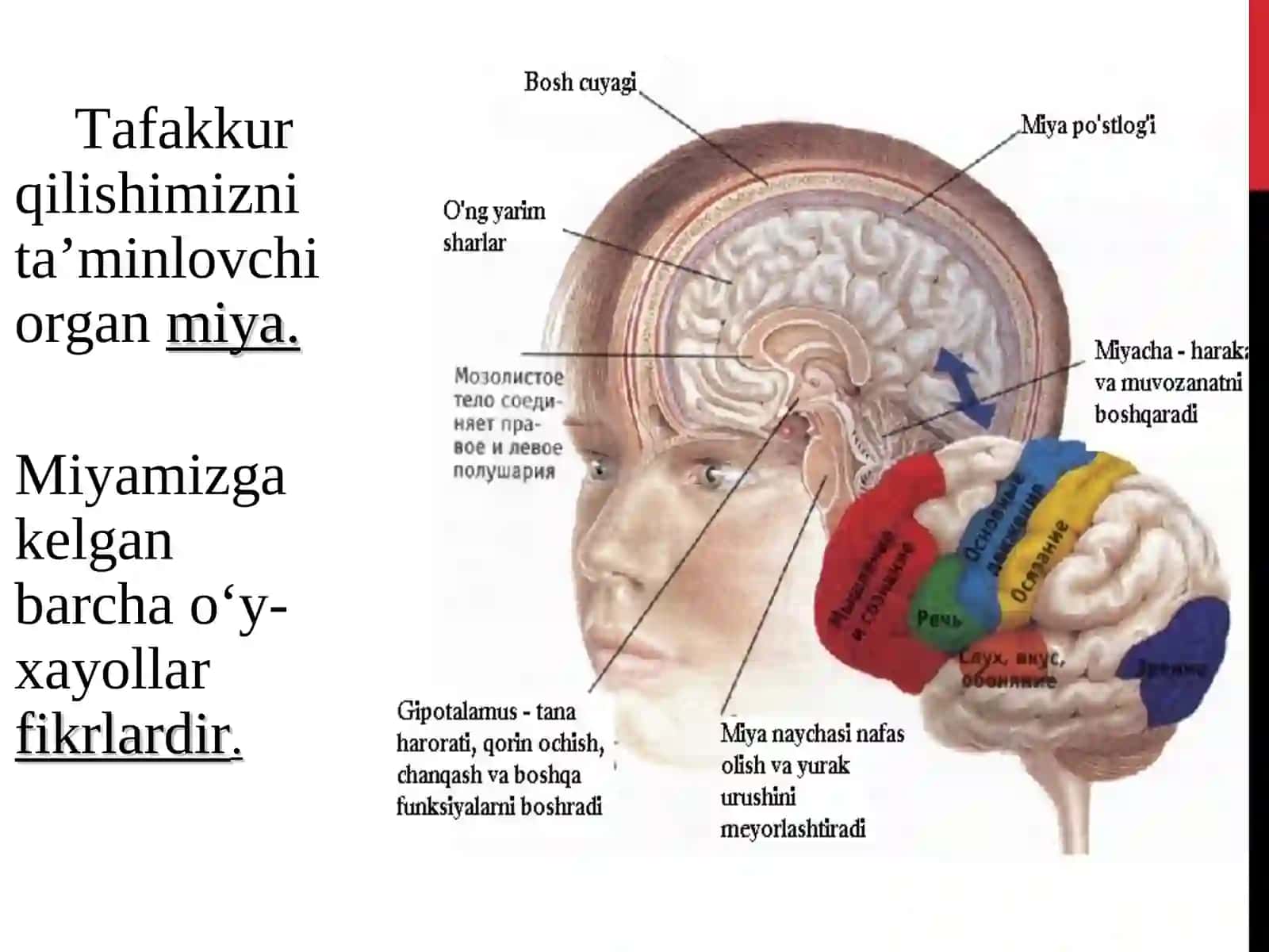 O‘zbek tilining  psixolingvistik tadqiqi 3