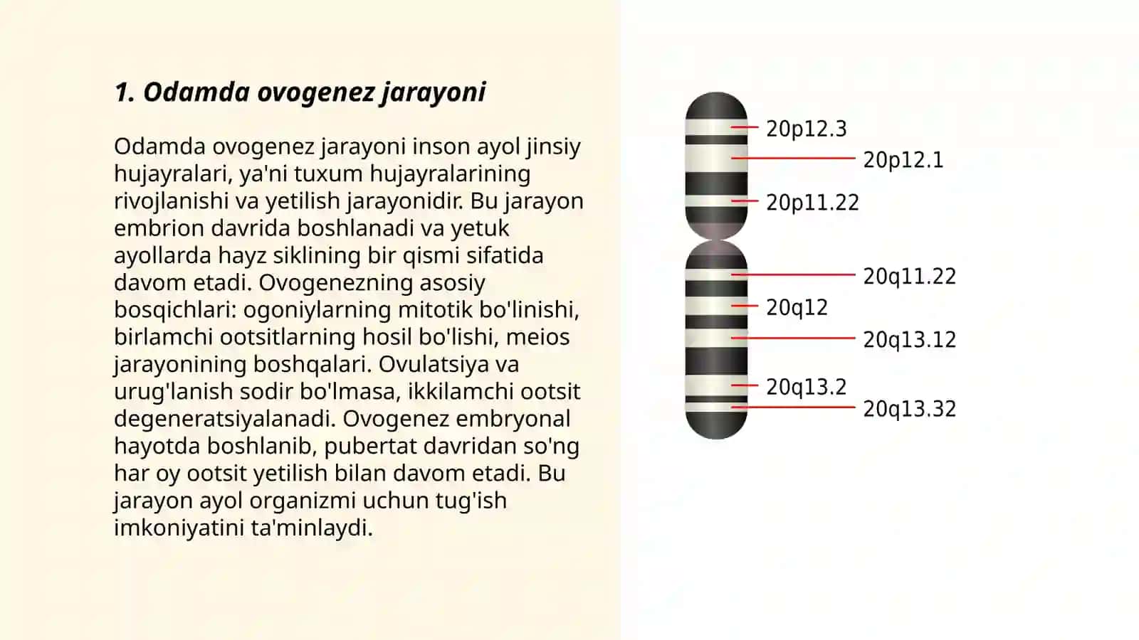 Ovogenez va Spermategenezning Oʻziga Xosligi 3