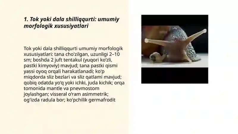 Tok yoki dala shilliqqurti misolida qorinoyoqli mollyuskalarning tuzilishini oʻrganish 3