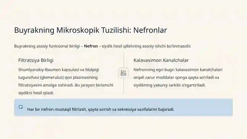 Siydik Ajratish Tizimi: Inson Tanasi Suv Tozalash Fabrikasi 3