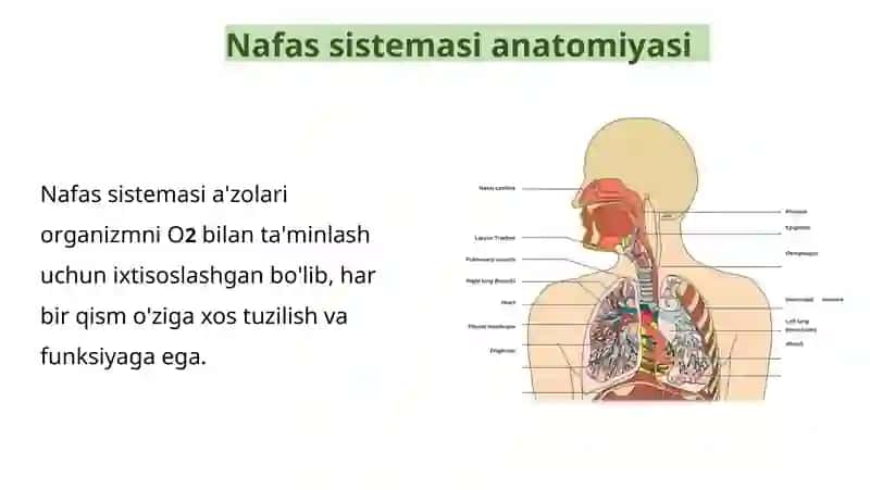 Nafas sistemasi 3
