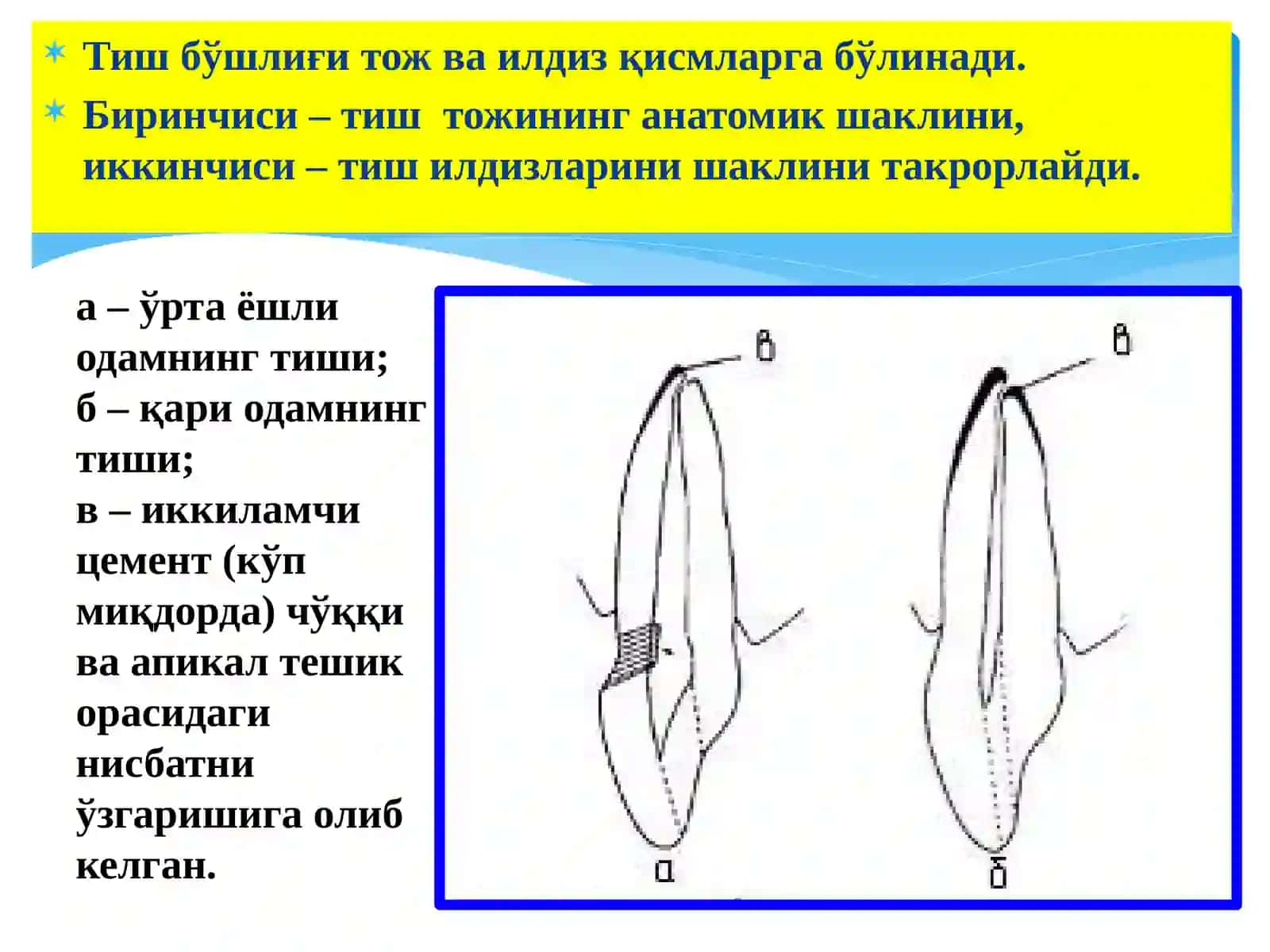 Тишлар морфологияси 3