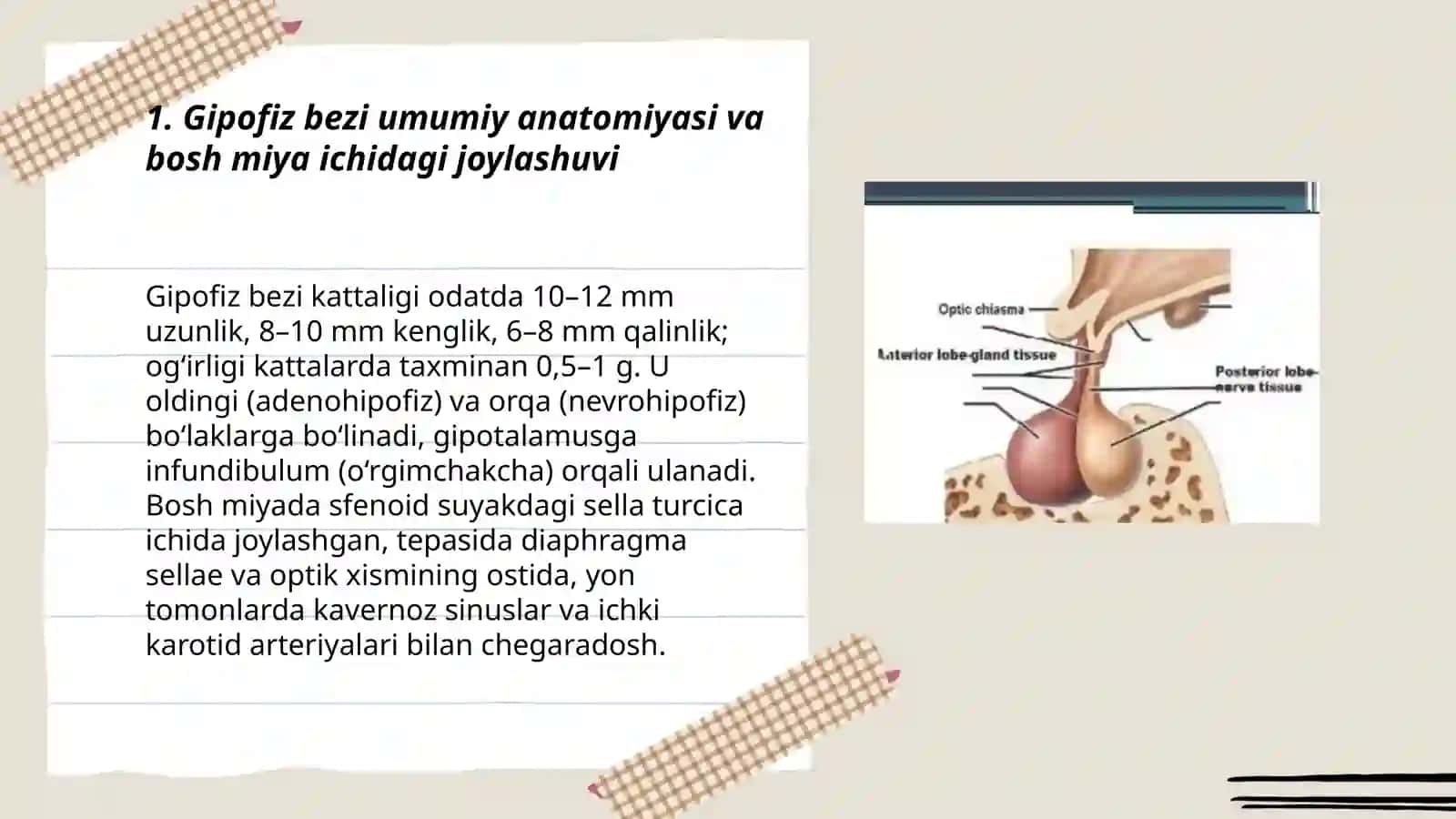Gipofiz bezi, anatomiyasi, fiziologiyasi, profilaktikasi, klinikasi 3