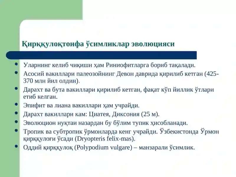 Қирққулоқтоифа ўсимликлар (Polypodiophyta) бўлими(презентация) 3
