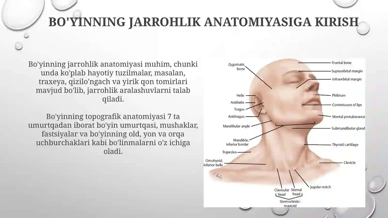 Bo'yinsoxasiningjarrohlikanatomiyasi:soxalargabolinishi,qavatma-qavattopografiyasi 3