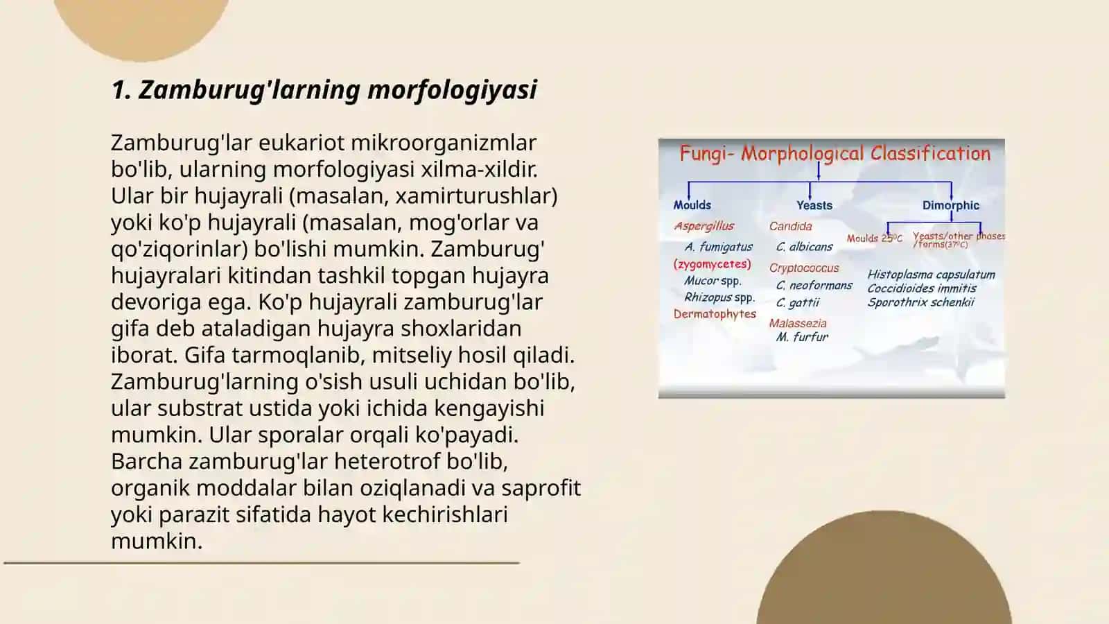 Zamburug'larning ekspertizasi 3