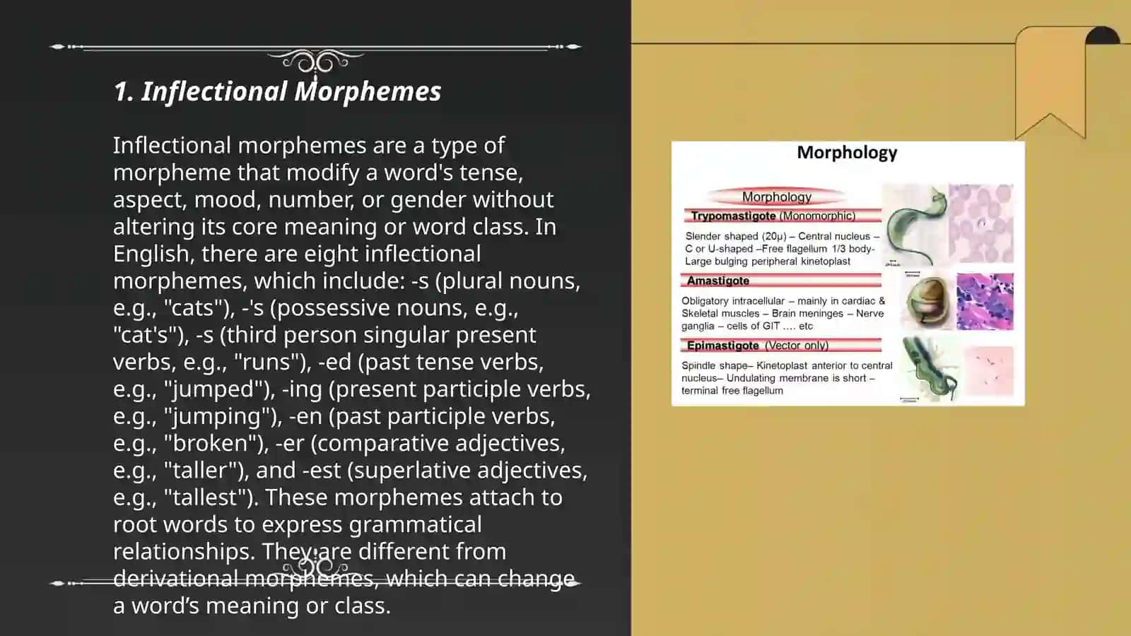Morphology 3