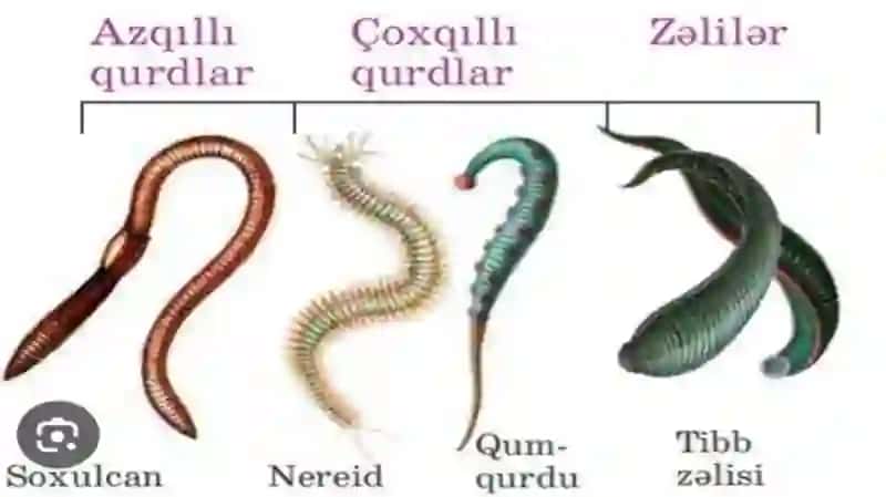 Halqali chuvalchanglar tipining umumiy tavsifi va sistematikasi.Ko‘ptuklilar sinfi. 3