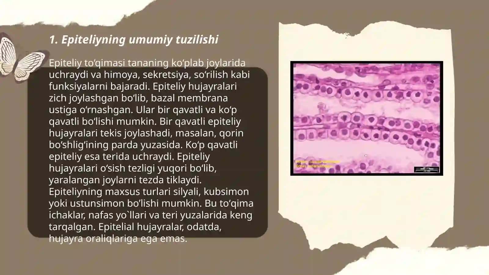 Epiteliy to‘qimasining umumiy ko‘rinishi va vazifalari 3