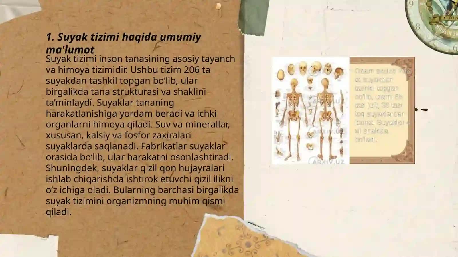 Suyaklar tizimi 3