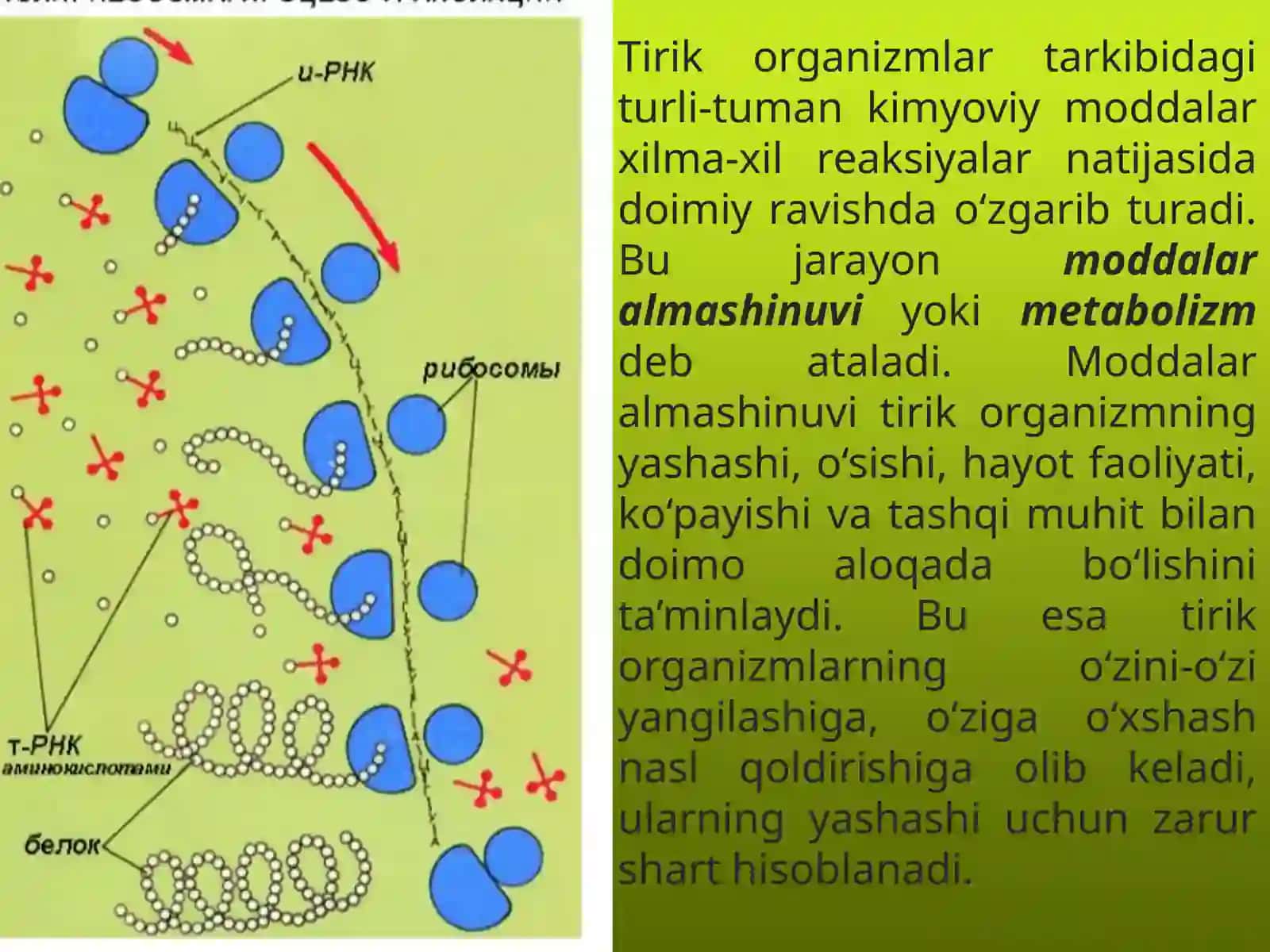 "Moddalar almashinuvi" mavzusida 9-sinf biologiya fanidan dars ishlanma. 3