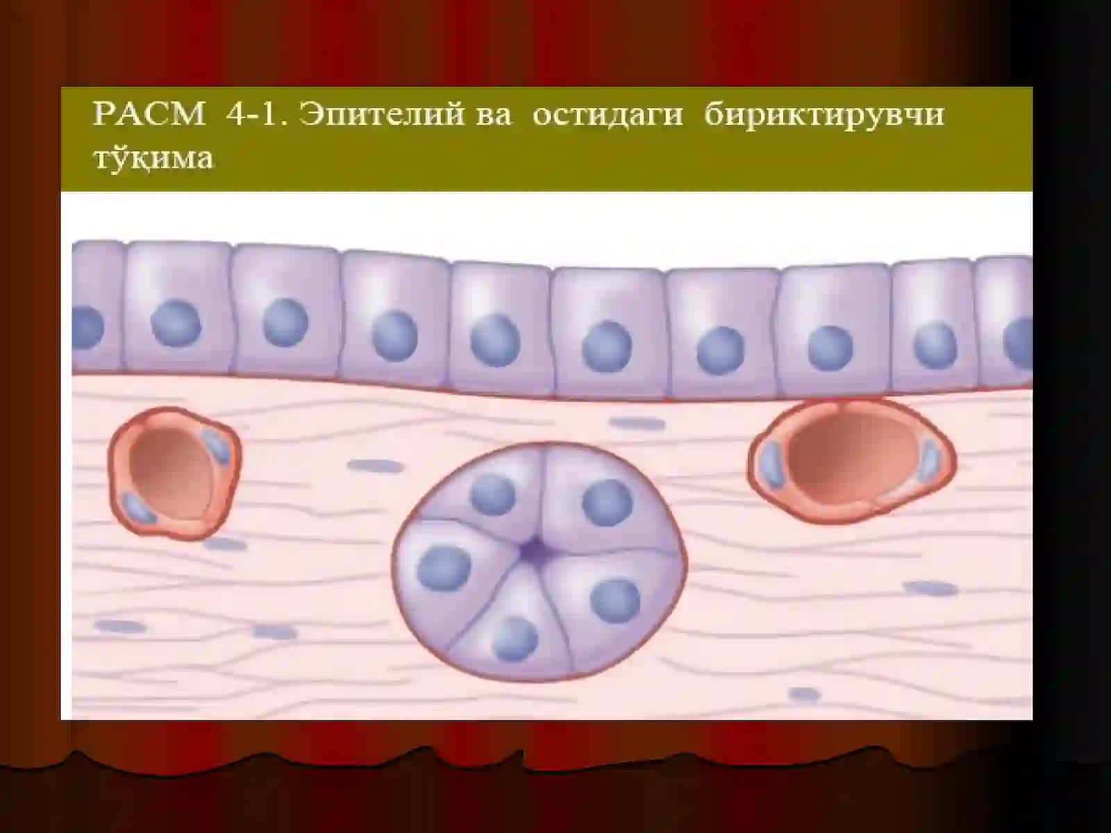 Эпителийтўқимаси 3