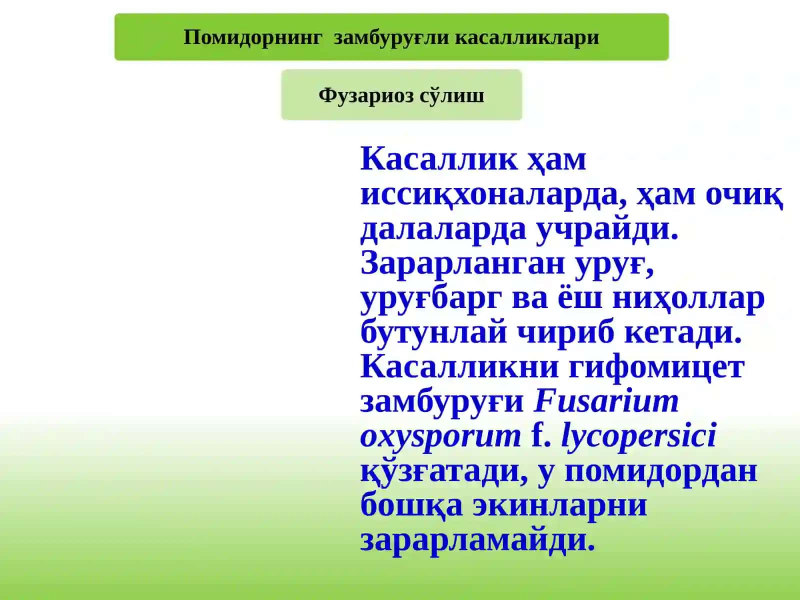 Помидорнингзамбуруғликасалликлари 3
