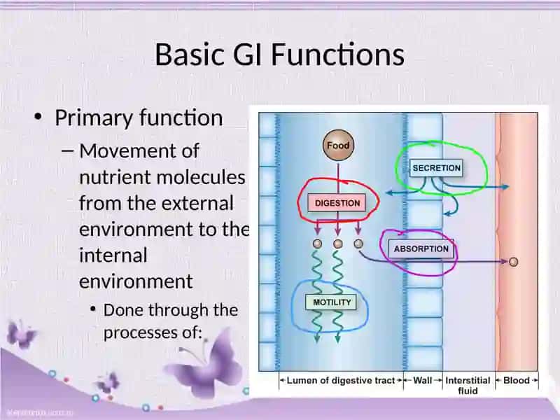 The Digestive physiology 3