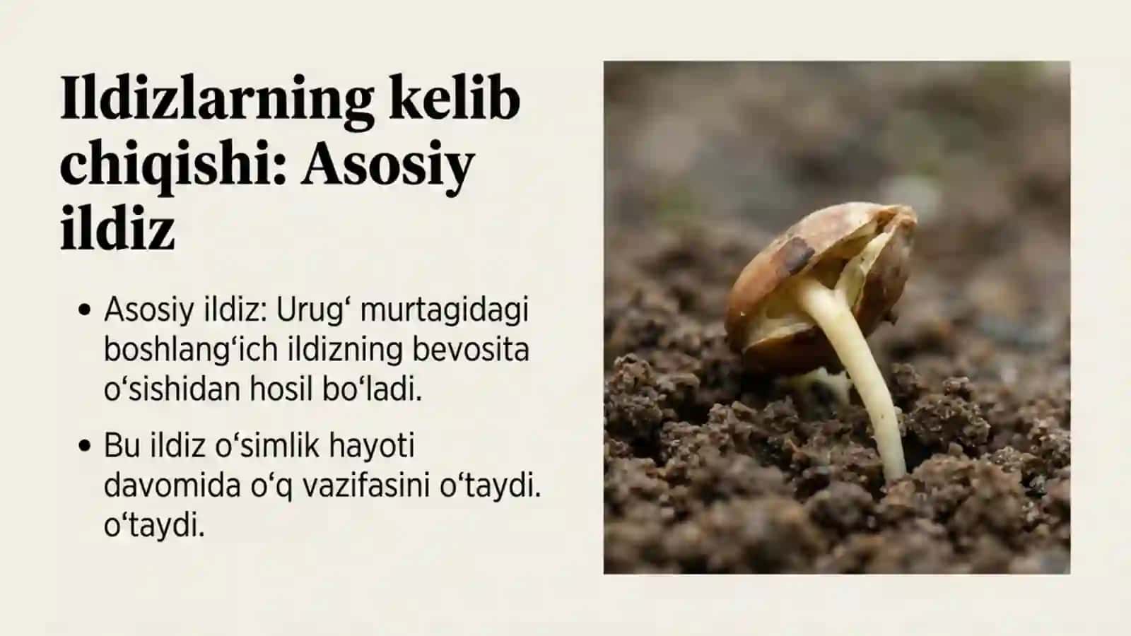 Ildiz turlari va tizimlari 3