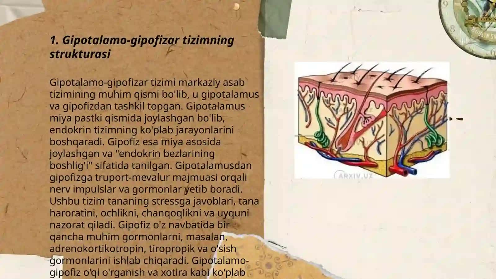 Ichki sekretsiya bezlari fiziologiyasi. Gipotalomo-gipofizar tizim, qalqonsimon bez va qalqonsimon oldi bezlar fiziologiyasi 3