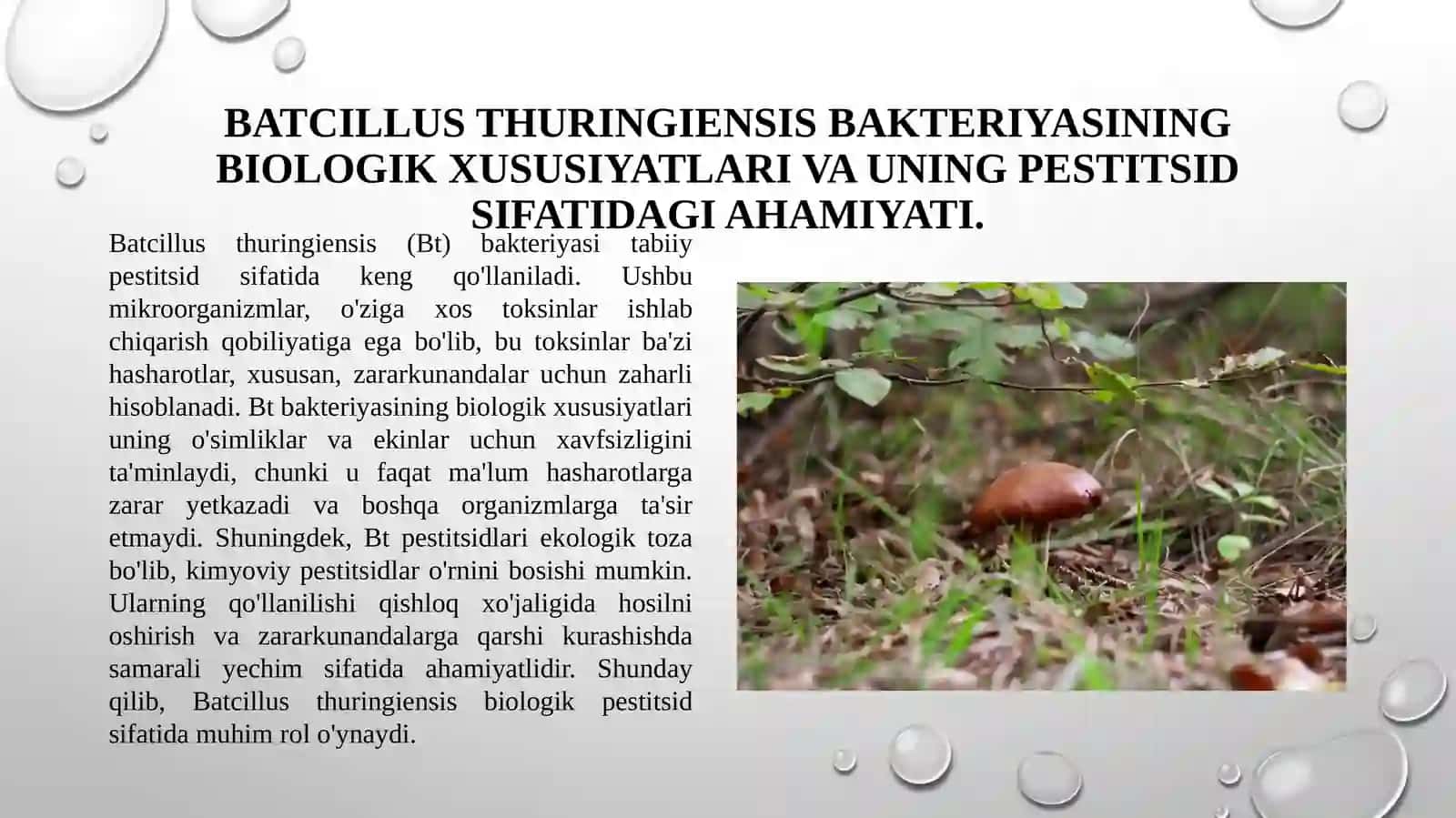 Batcillus thuringicsis bakteriyasi asosida preparat tayyorlash texnalogiyasi 3