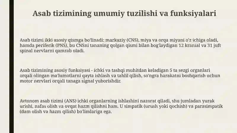 Nerv tizimi 3